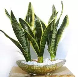 什么樣的植物能有效去除辦公室甲醛等有害物質(zhì)呢？